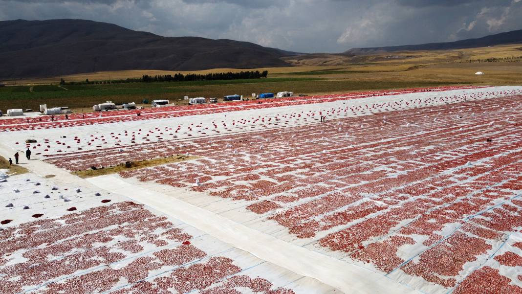 Süphan Dağı’nda yetişiyor 12 kilodan 1 kilo çıkıyor. Türkler 1 kilo bile alamıyor 6